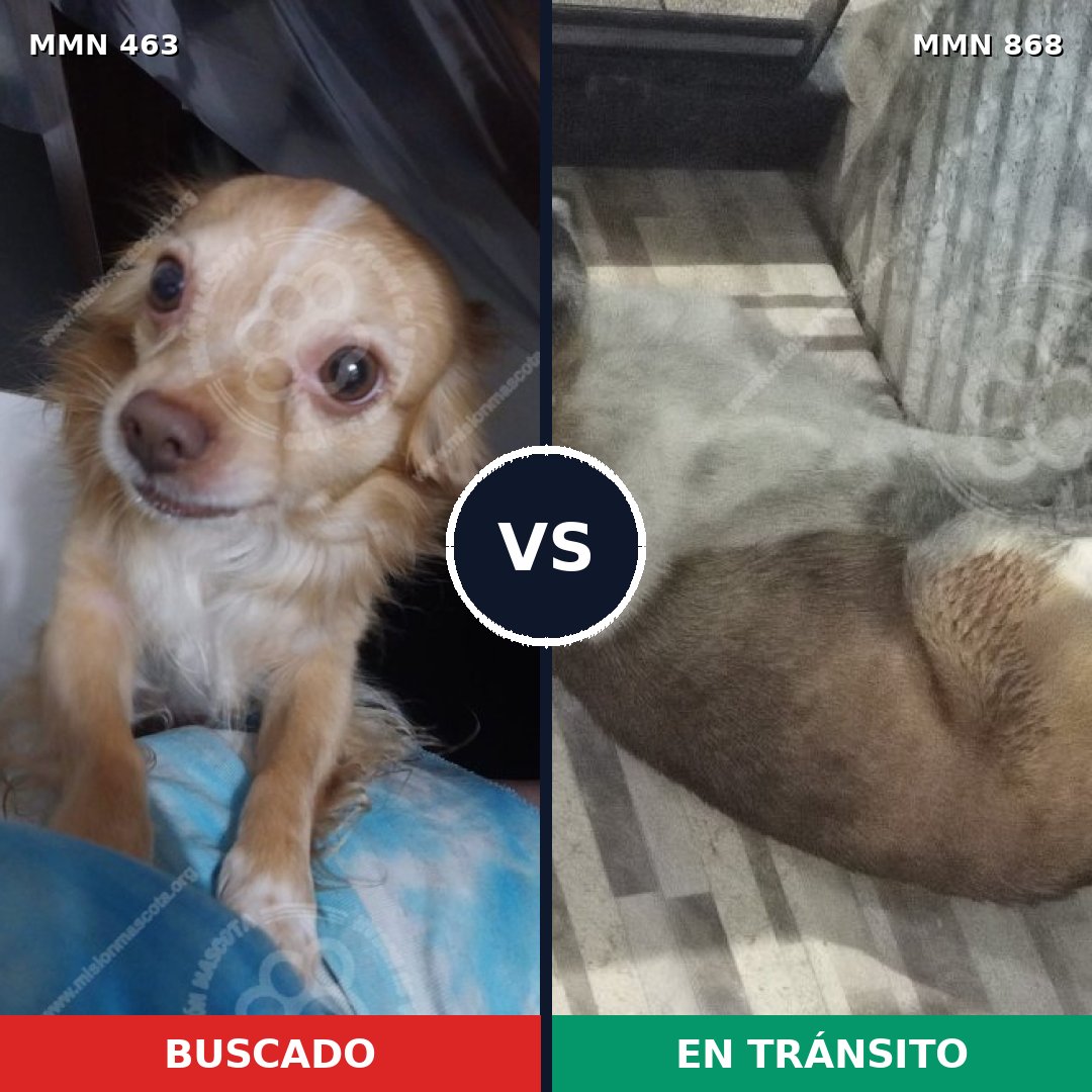 Comparativa MMS 14134: mascota perdida y mascota encontrada, 44% de similitud