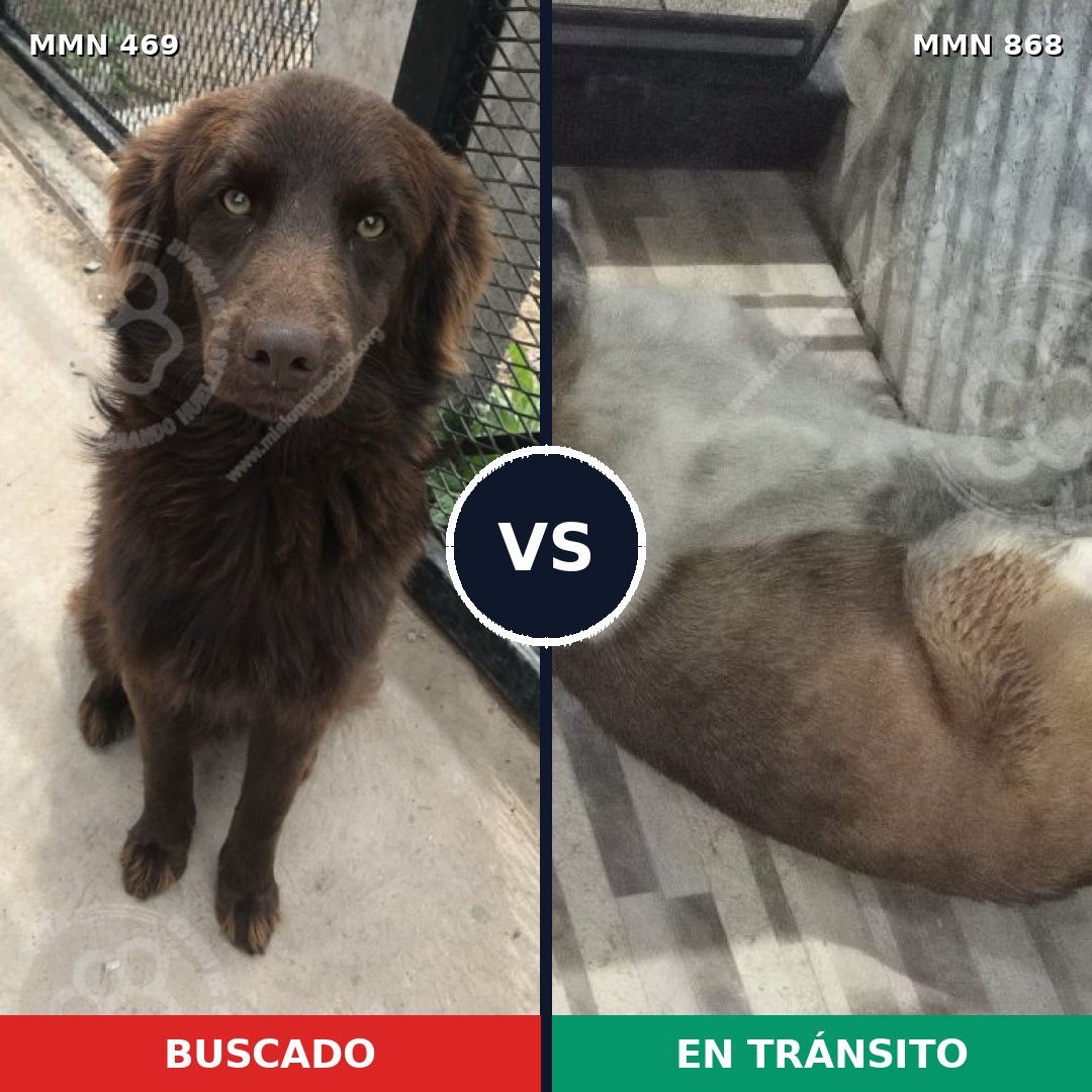 Comparativa MMS 14137: mascota perdida y mascota encontrada, 42% de similitud