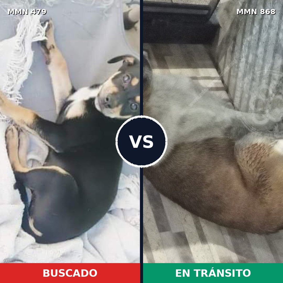 Comparativa MMS 14139: mascota perdida y mascota encontrada, 23% de similitud