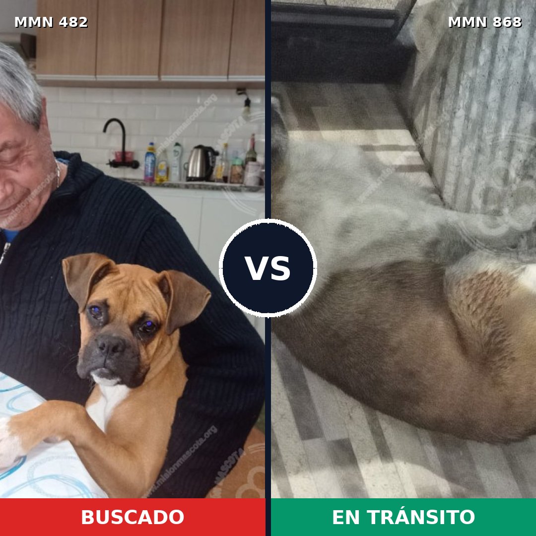 Comparativa MMS 14142: mascota perdida y mascota encontrada, 47% de similitud