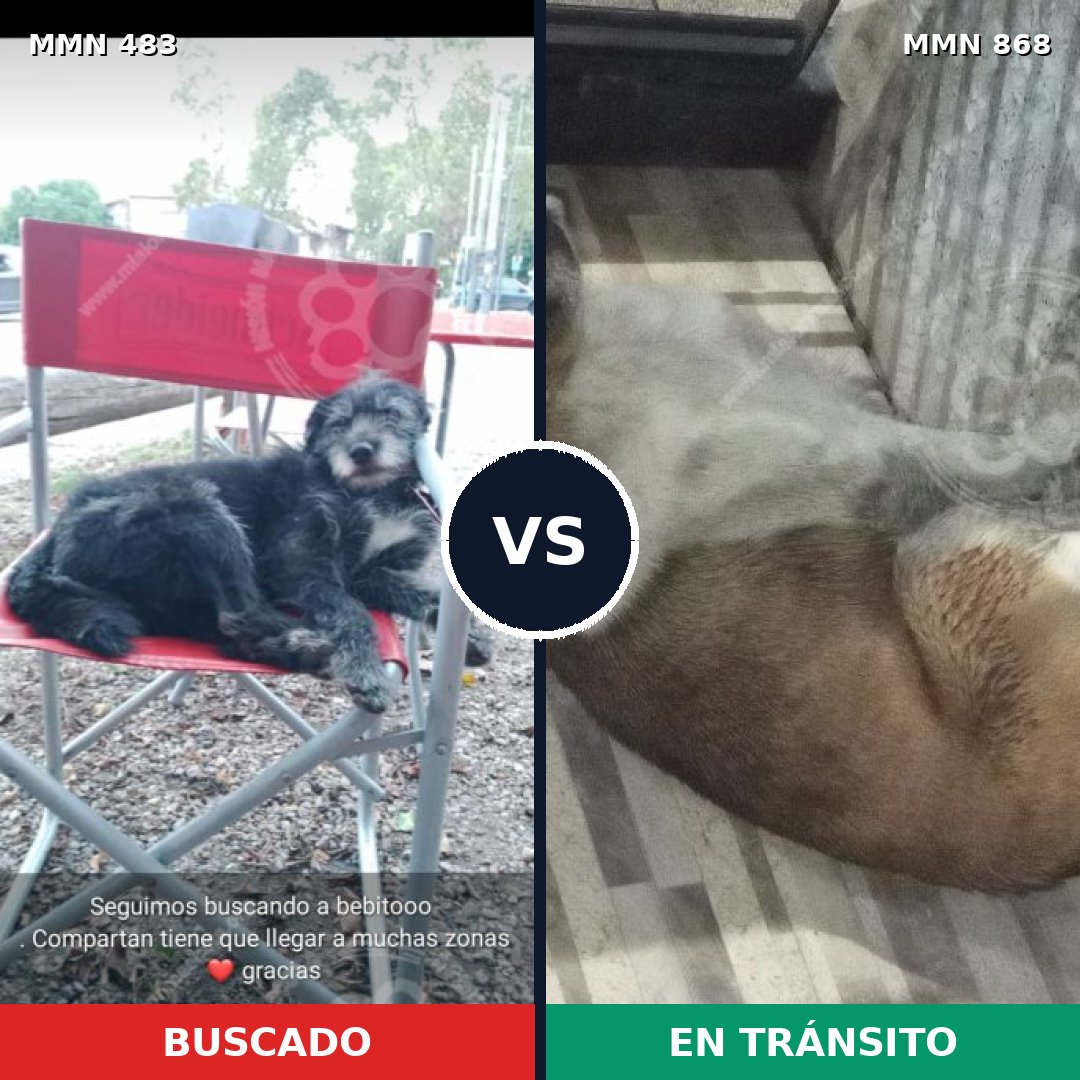 Comparativa MMS 14143: mascota perdida y mascota encontrada, 52% de similitud