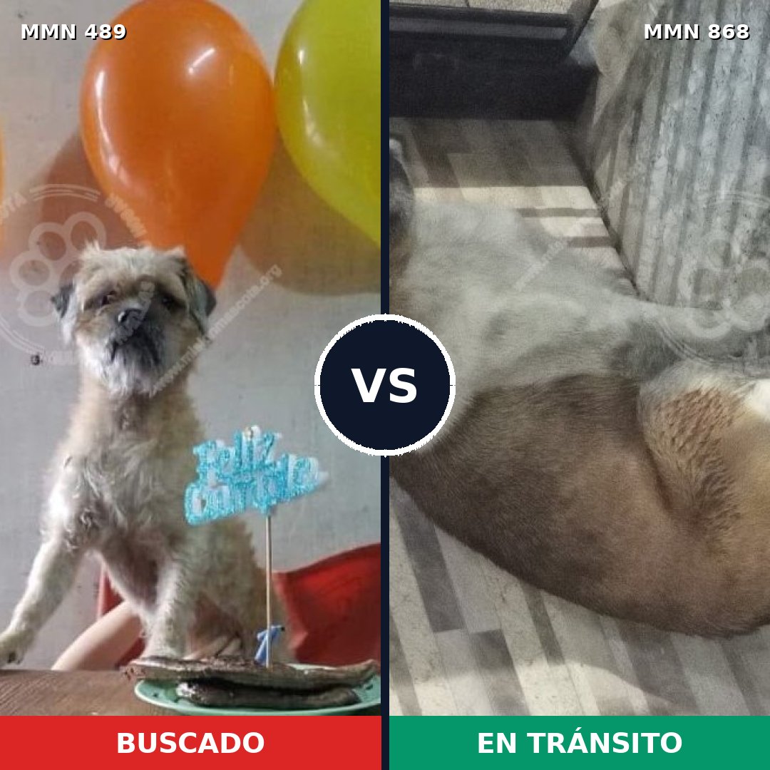 Comparativa MMS 14144: mascota perdida y mascota encontrada, 64% de similitud