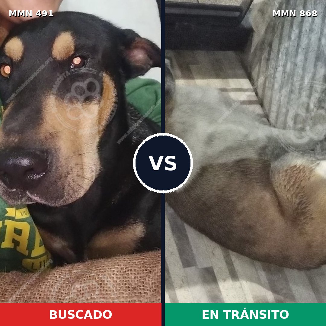 Comparativa MMS 14145: mascota perdida y mascota encontrada, 24% de similitud
