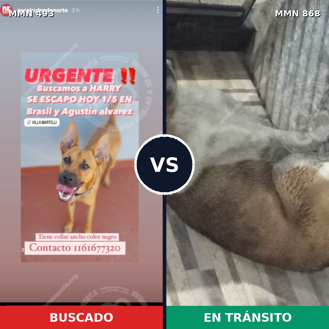 Comparativa MMS 14146: mascota perdida y mascota encontrada, 46% de similitud