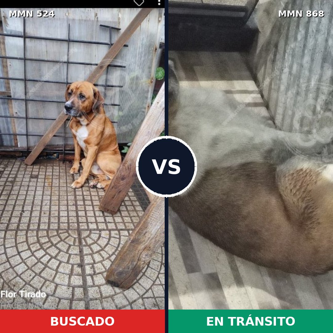 Comparativa MMS 14147: mascota perdida y mascota encontrada, 42% de similitud
