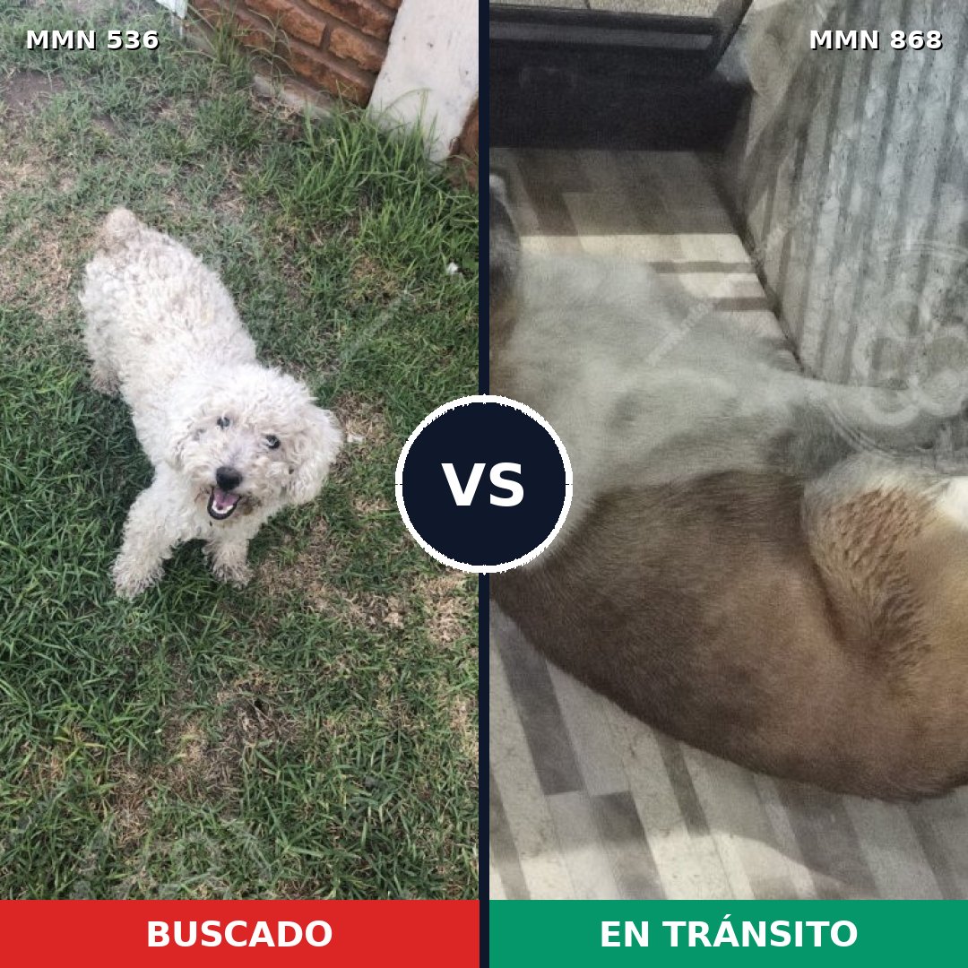 Comparativa MMS 14152: mascota perdida y mascota encontrada, 45% de similitud