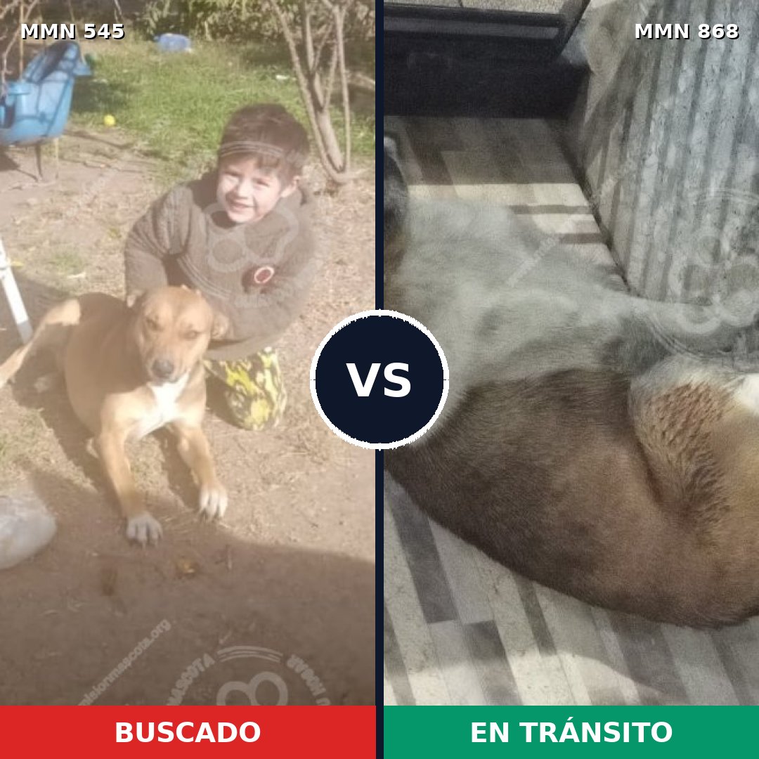 Comparativa MMS 14153: mascota perdida y mascota encontrada, 59% de similitud