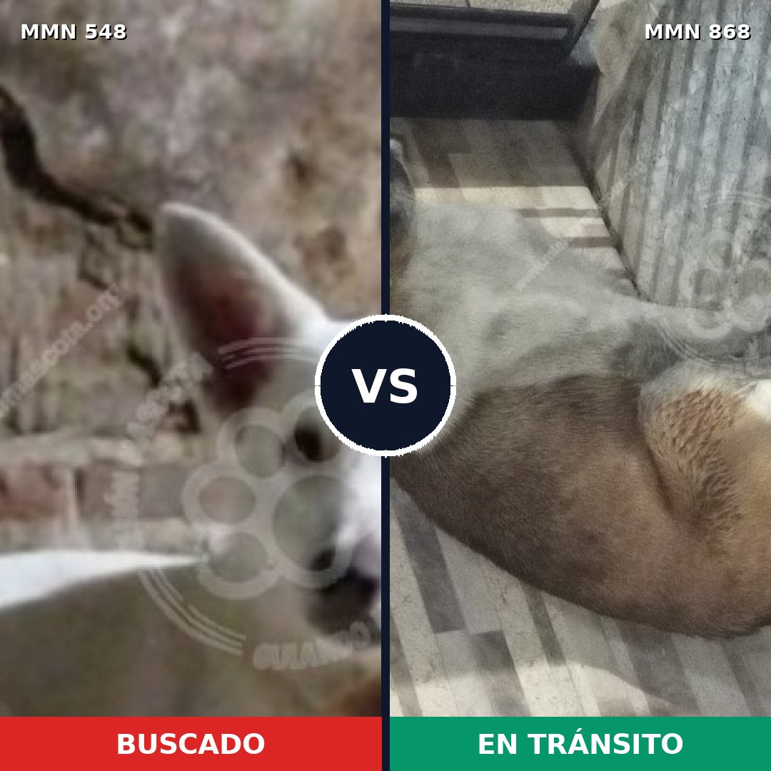 Comparativa MMS 14154: mascota perdida y mascota encontrada, 37% de similitud