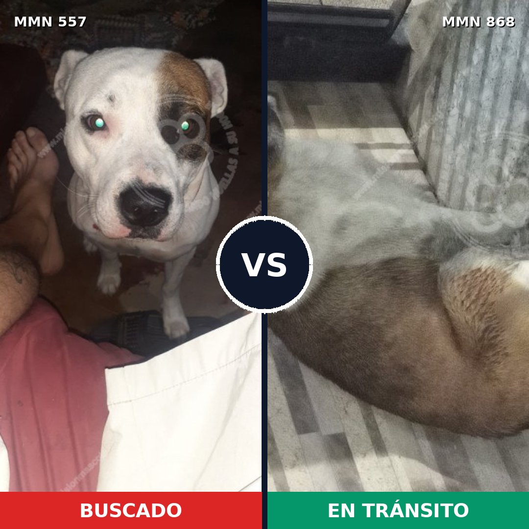 Comparativa MMS 14155: mascota perdida y mascota encontrada, 58% de similitud