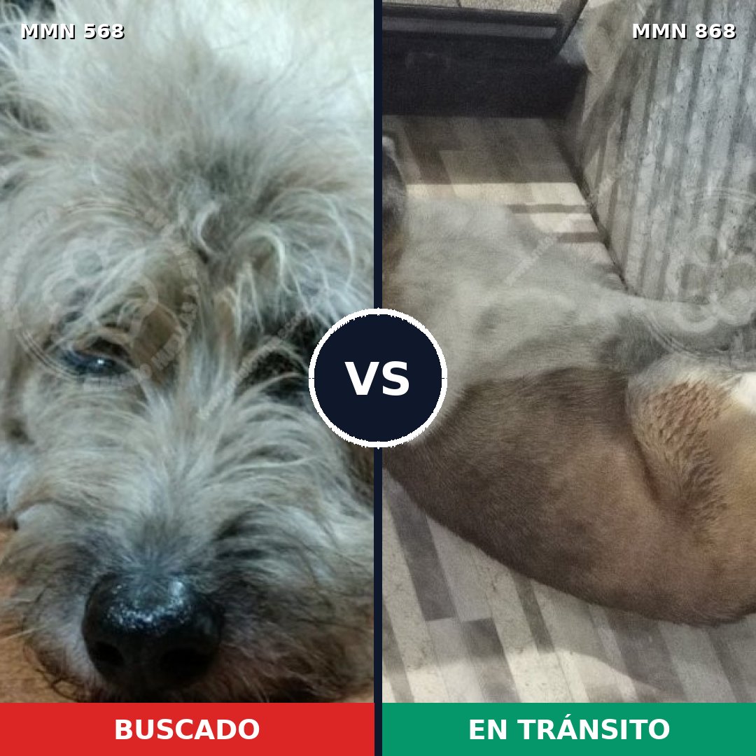 Comparativa MMS 14157: mascota perdida y mascota encontrada, 46% de similitud