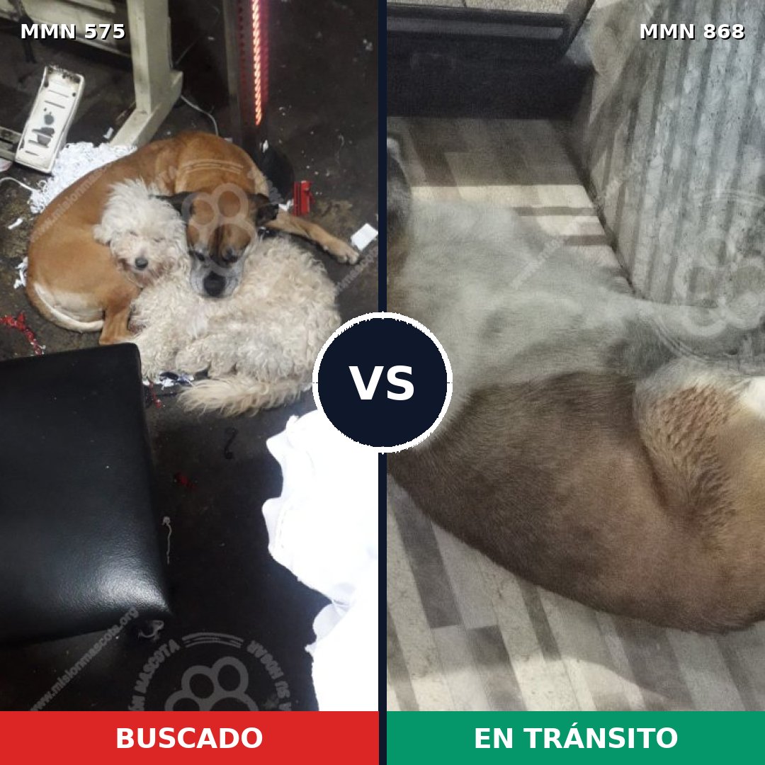 Comparativa MMS 14158: mascota perdida y mascota encontrada, 64% de similitud