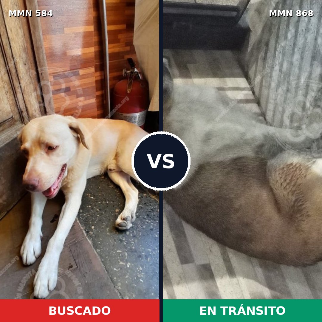 Comparativa MMS 14161: mascota perdida y mascota encontrada, 65% de similitud