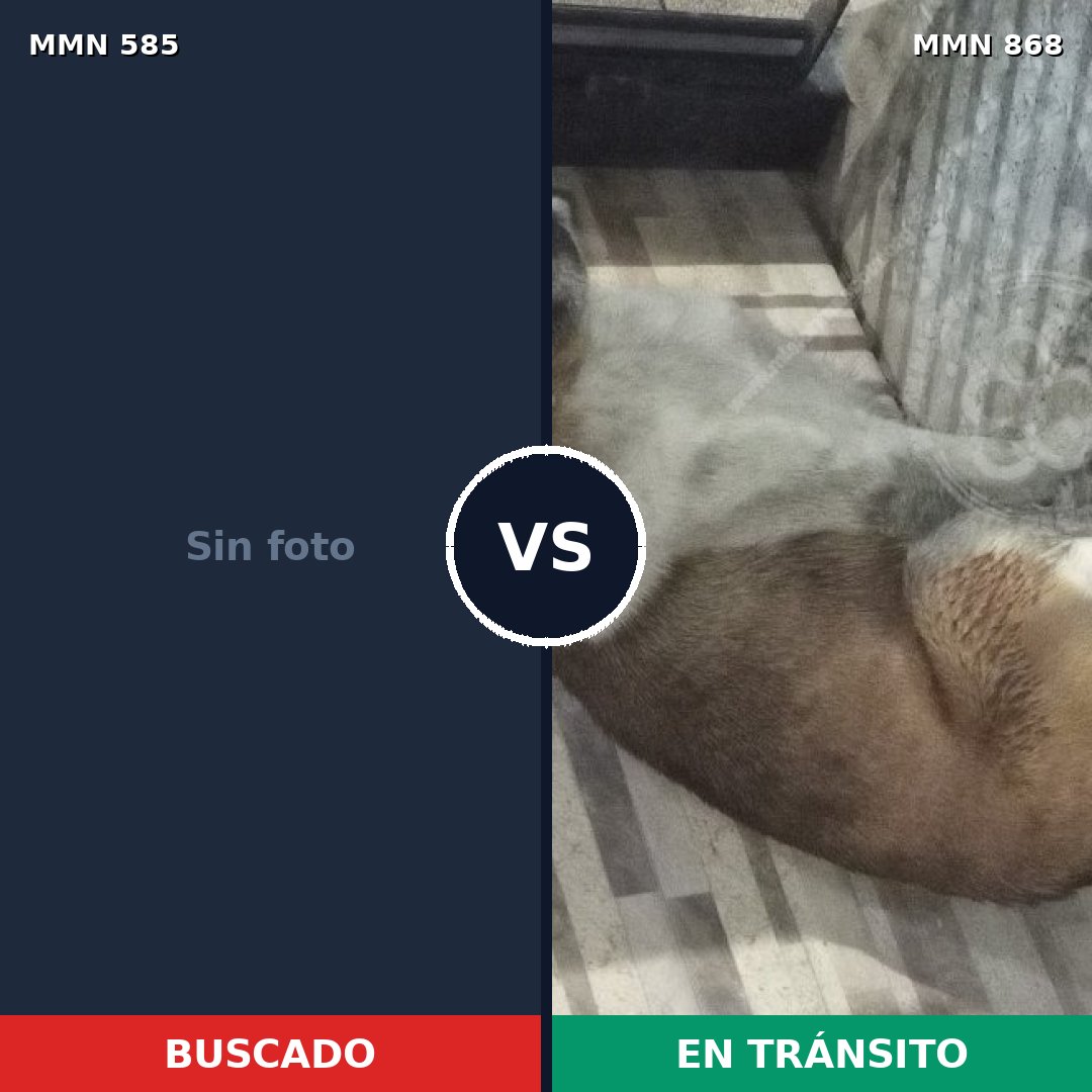 Comparativa MMS 14162: mascota perdida y mascota encontrada, 37% de similitud