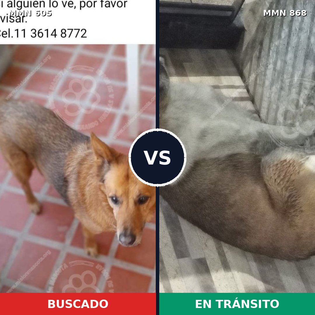Comparativa MMS 14163: mascota perdida y mascota encontrada, 52% de similitud