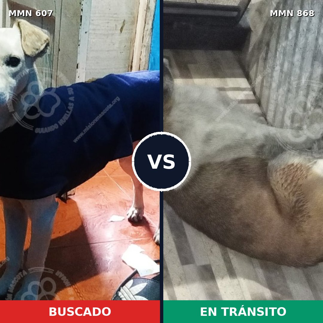 Comparativa MMS 14164: mascota perdida y mascota encontrada, 56% de similitud