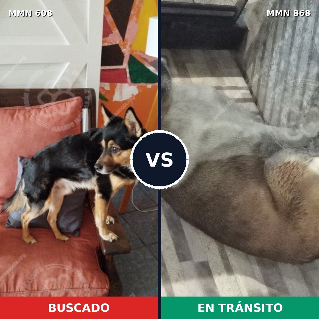 Comparativa MMS 14165: mascota perdida y mascota encontrada, 49% de similitud