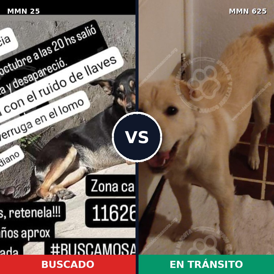 Comparativa MMS 1417: mascota perdida y mascota encontrada, 72% de similitud