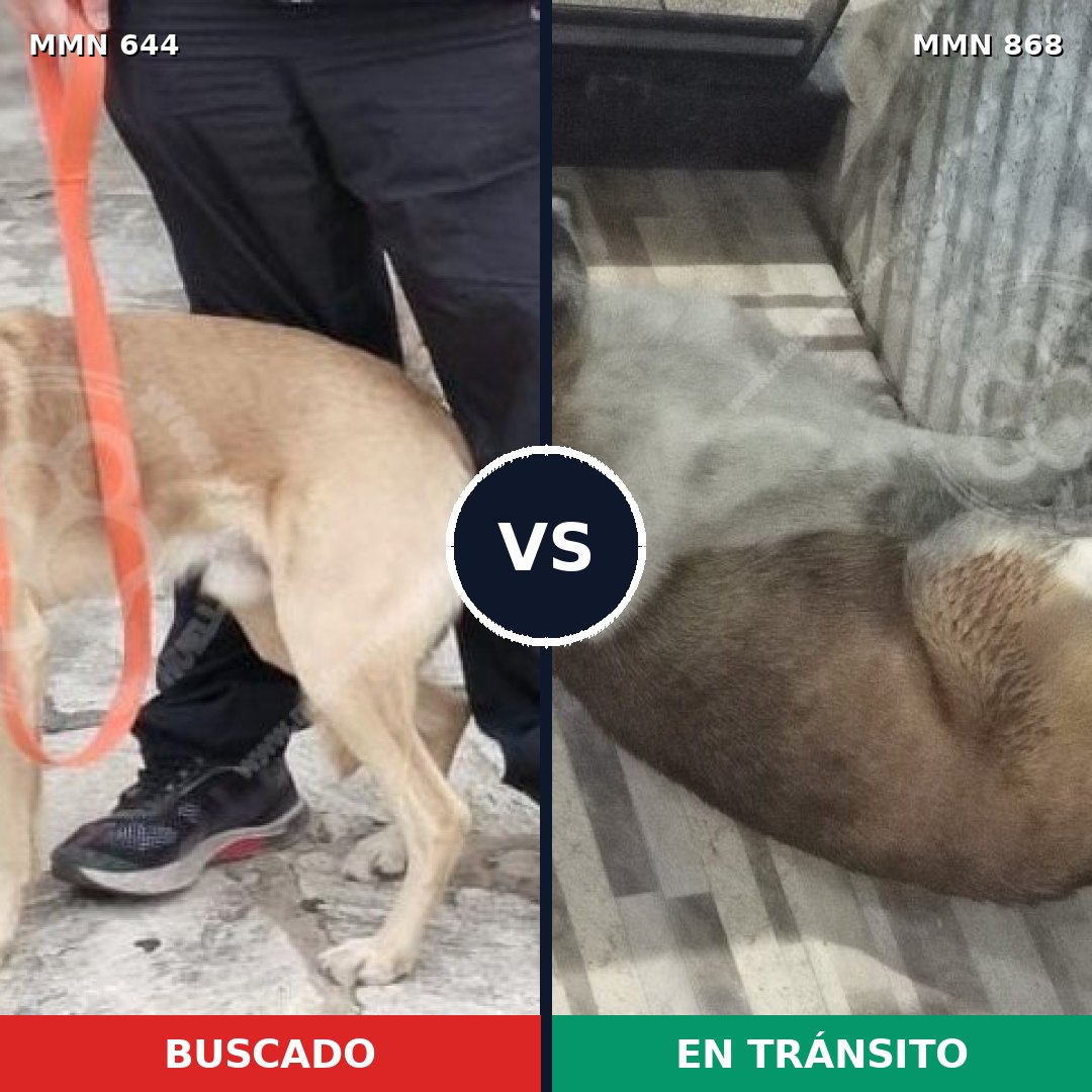 Comparativa MMS 14171: mascota perdida y mascota encontrada, 53% de similitud