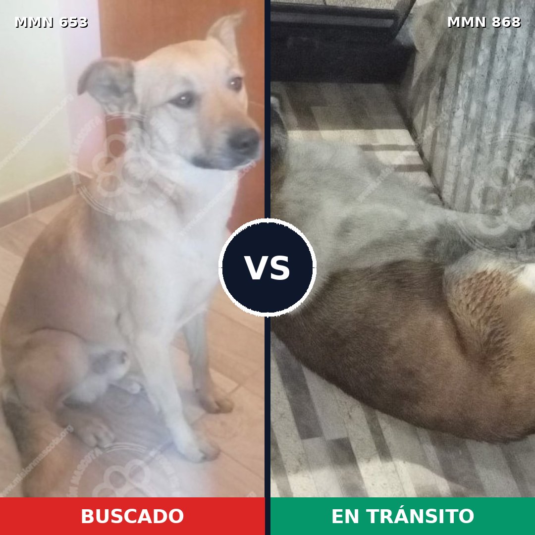 Comparativa MMS 14173: mascota perdida y mascota encontrada, 52% de similitud