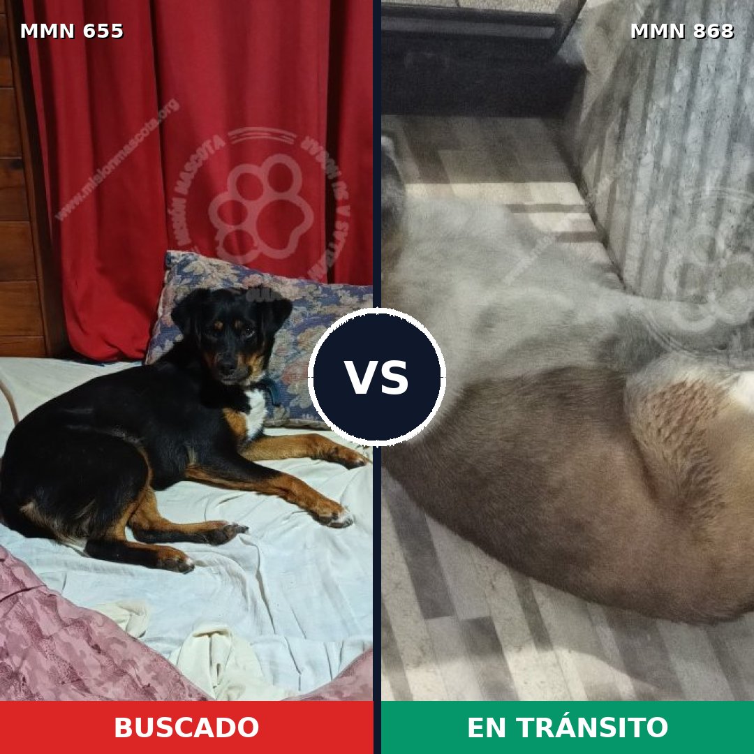Comparativa MMS 14174: mascota perdida y mascota encontrada, 58% de similitud