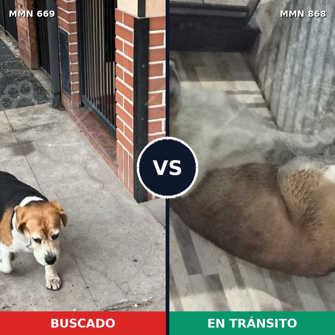 Comparativa MMS 14175: mascota perdida y mascota encontrada, 69% de similitud