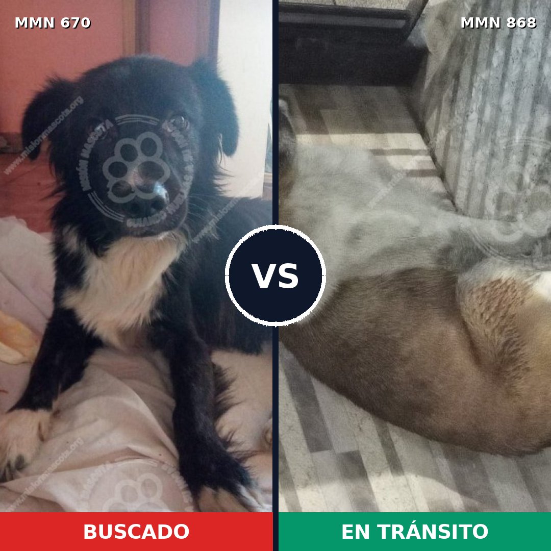 Comparativa MMS 14176: mascota perdida y mascota encontrada, 62% de similitud