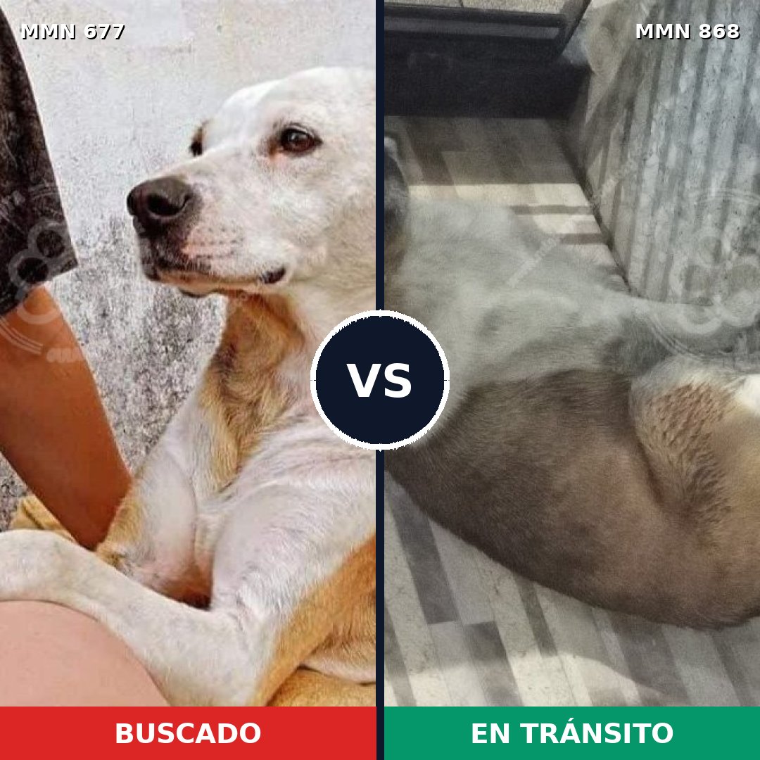 Comparativa MMS 14179: mascota perdida y mascota encontrada, 47% de similitud