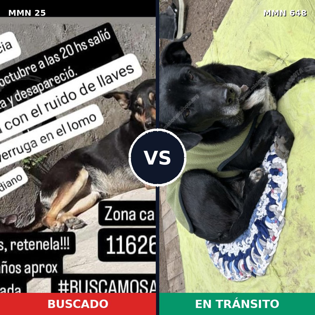 Comparativa MMS 1418: mascota perdida y mascota encontrada, 50% de similitud