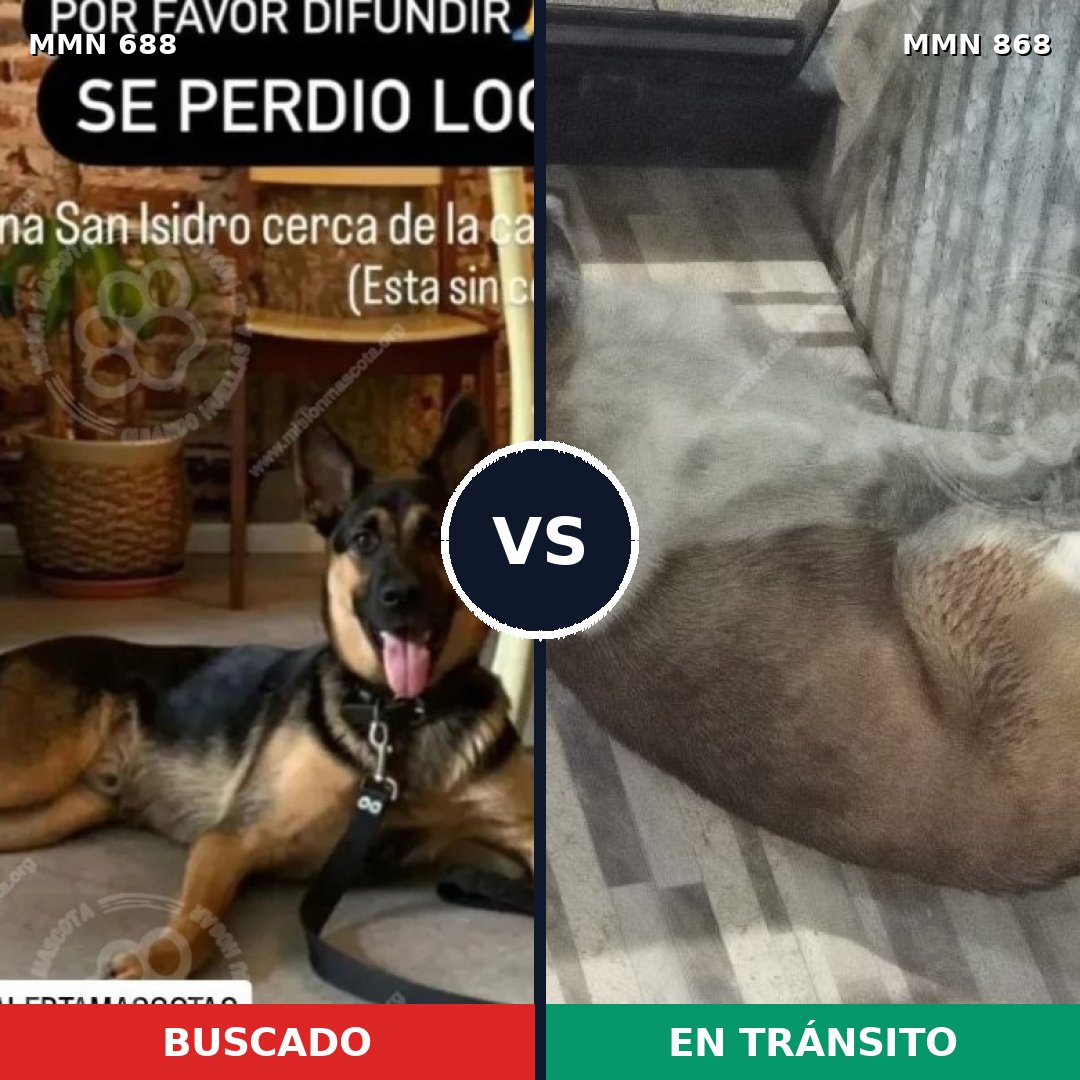 Comparativa MMS 14180: mascota perdida y mascota encontrada, 23% de similitud