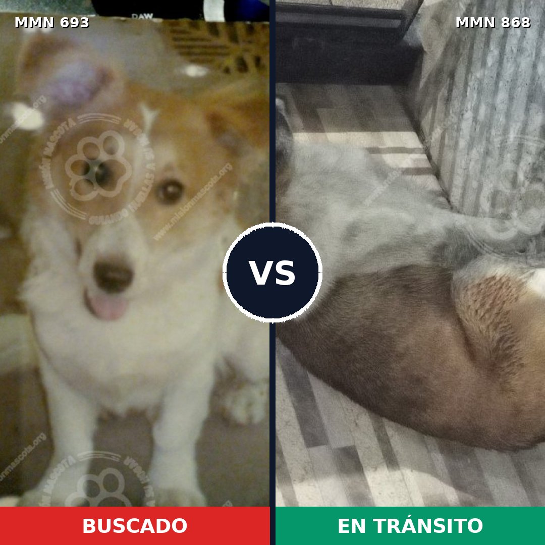 Comparativa MMS 14181: mascota perdida y mascota encontrada, 65% de similitud