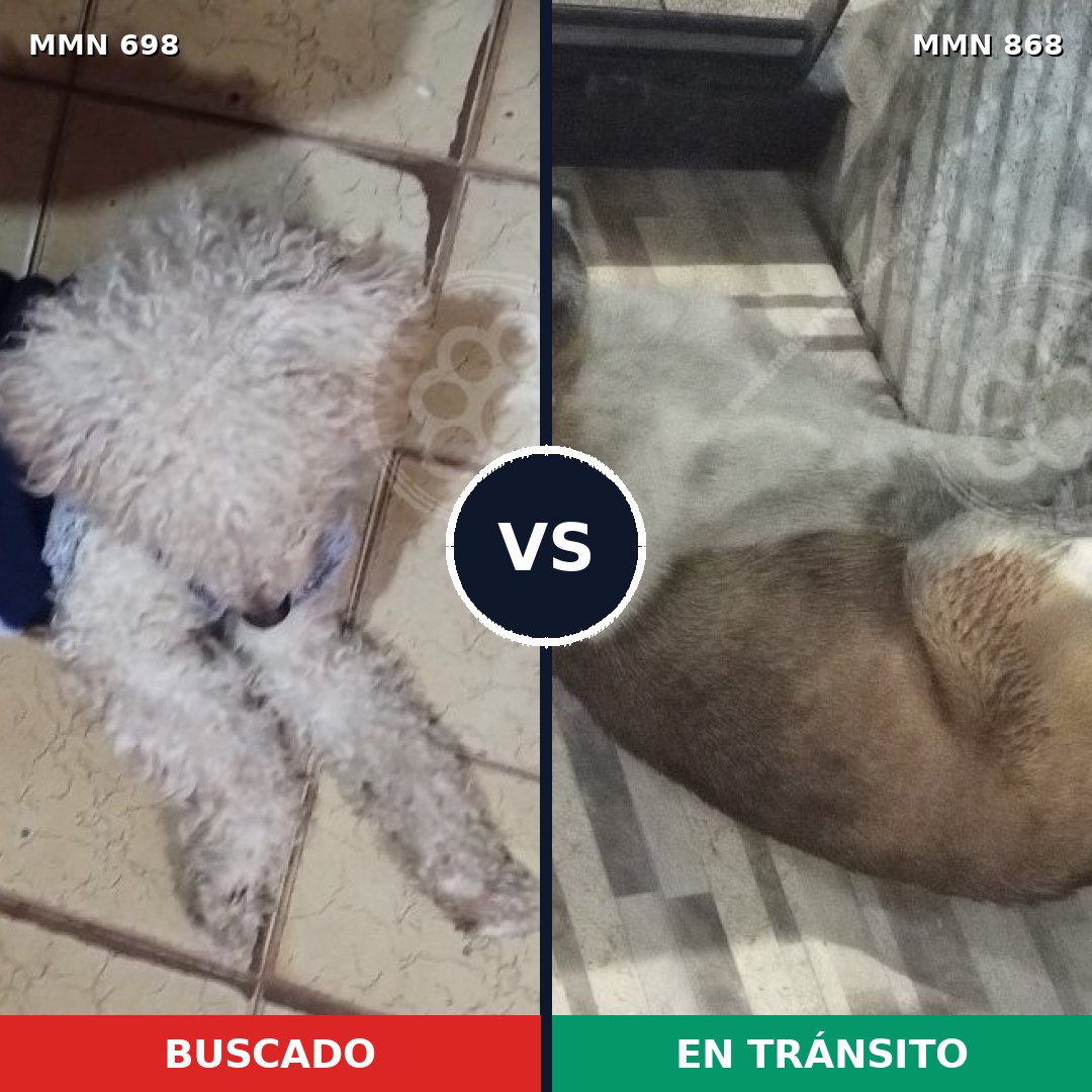 Comparativa MMS 14182: mascota perdida y mascota encontrada, 48% de similitud