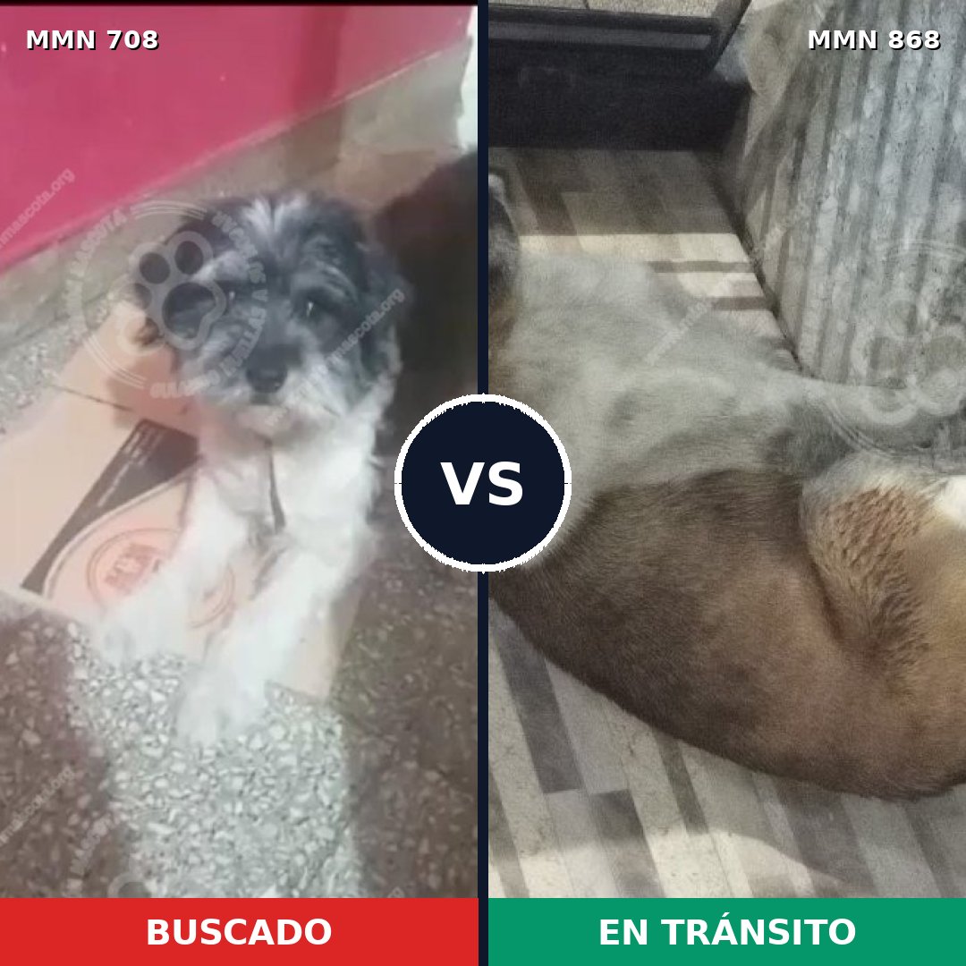 Comparativa MMS 14185: mascota perdida y mascota encontrada, 51% de similitud