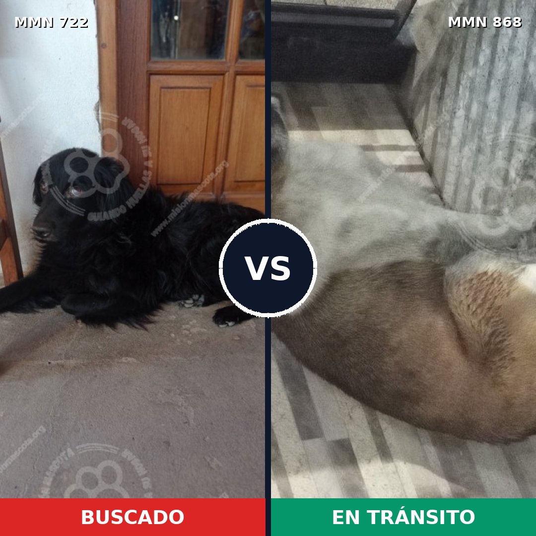 Comparativa MMS 14187: mascota perdida y mascota encontrada, 61% de similitud