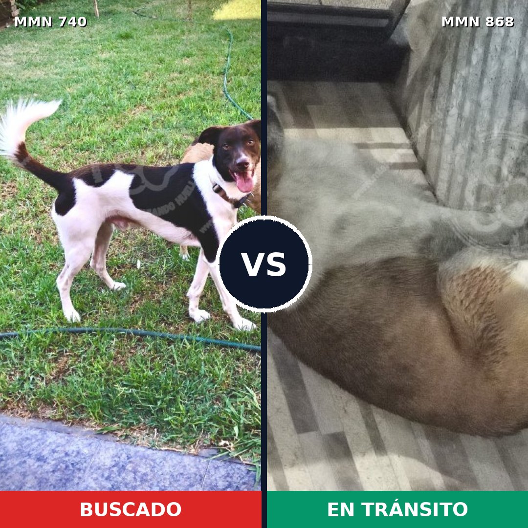 Comparativa MMS 14189: mascota perdida y mascota encontrada, 46% de similitud