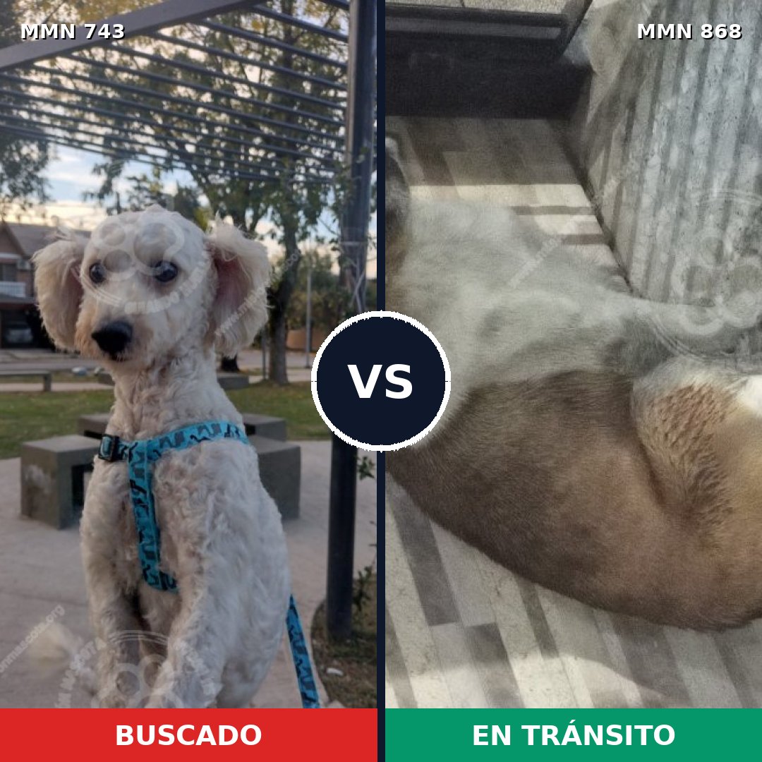 Comparativa MMS 14190: mascota perdida y mascota encontrada, 58% de similitud