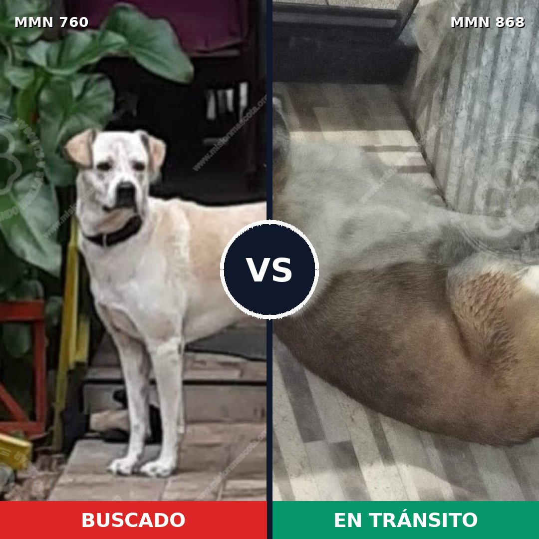 Comparativa MMS 14193: mascota perdida y mascota encontrada, 69% de similitud