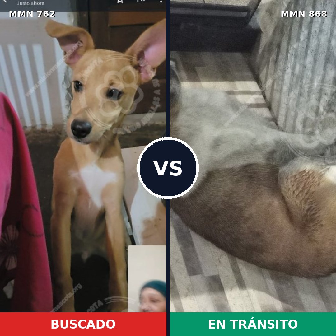 Comparativa MMS 14194: mascota perdida y mascota encontrada, 48% de similitud