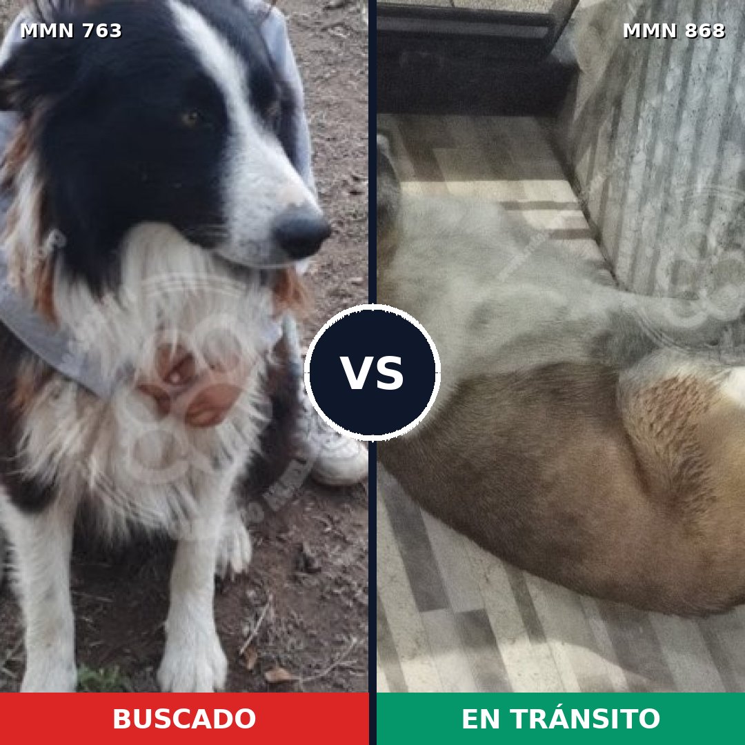 Comparativa MMS 14195: mascota perdida y mascota encontrada, 42% de similitud