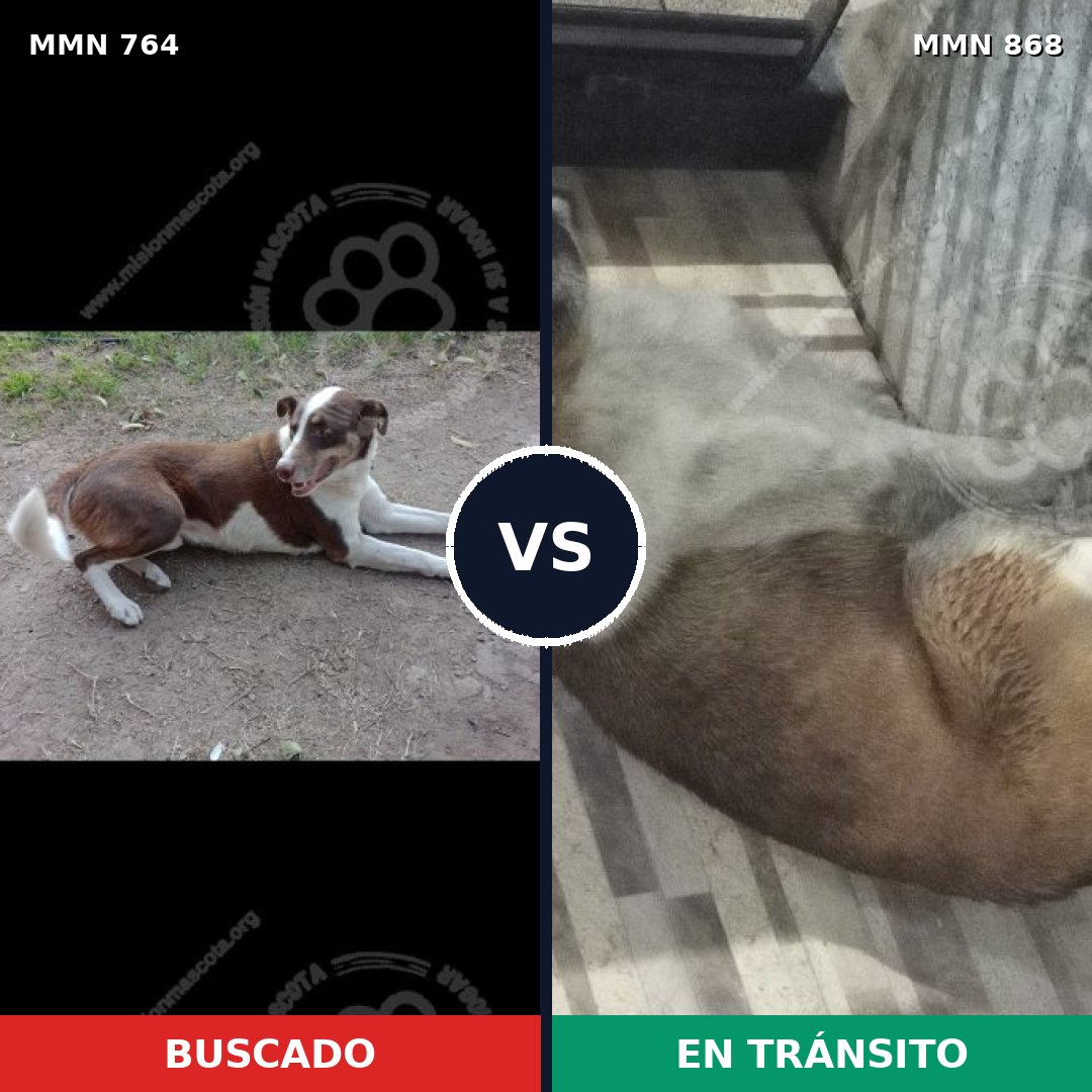 Comparativa MMS 14196: mascota perdida y mascota encontrada, 48% de similitud