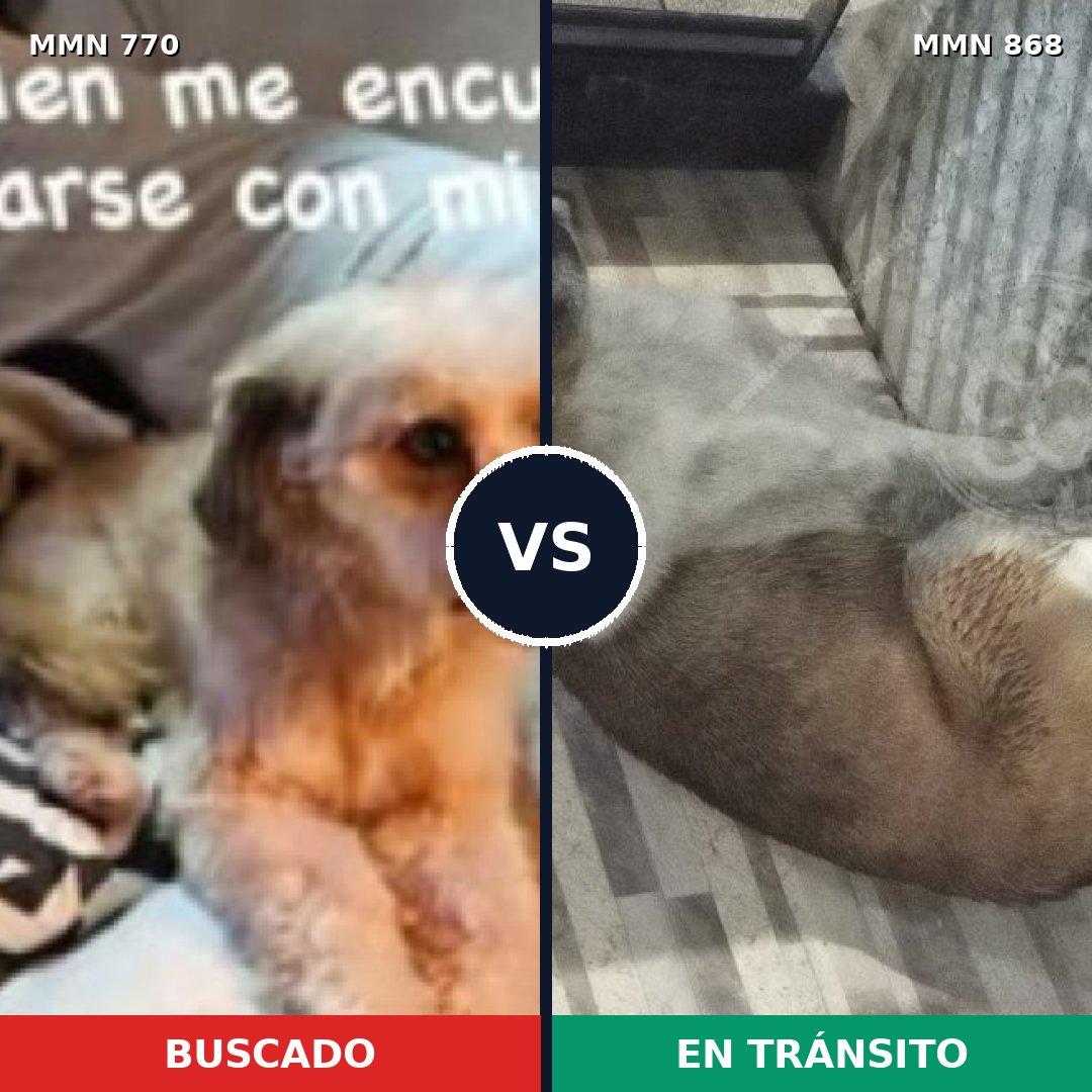 Comparativa MMS 14199: mascota perdida y mascota encontrada, 43% de similitud