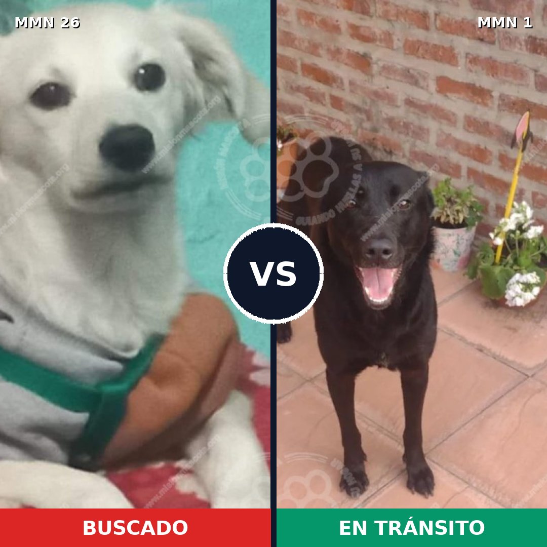 Comparativa MMS 1420: mascota perdida y mascota encontrada, 8% de similitud