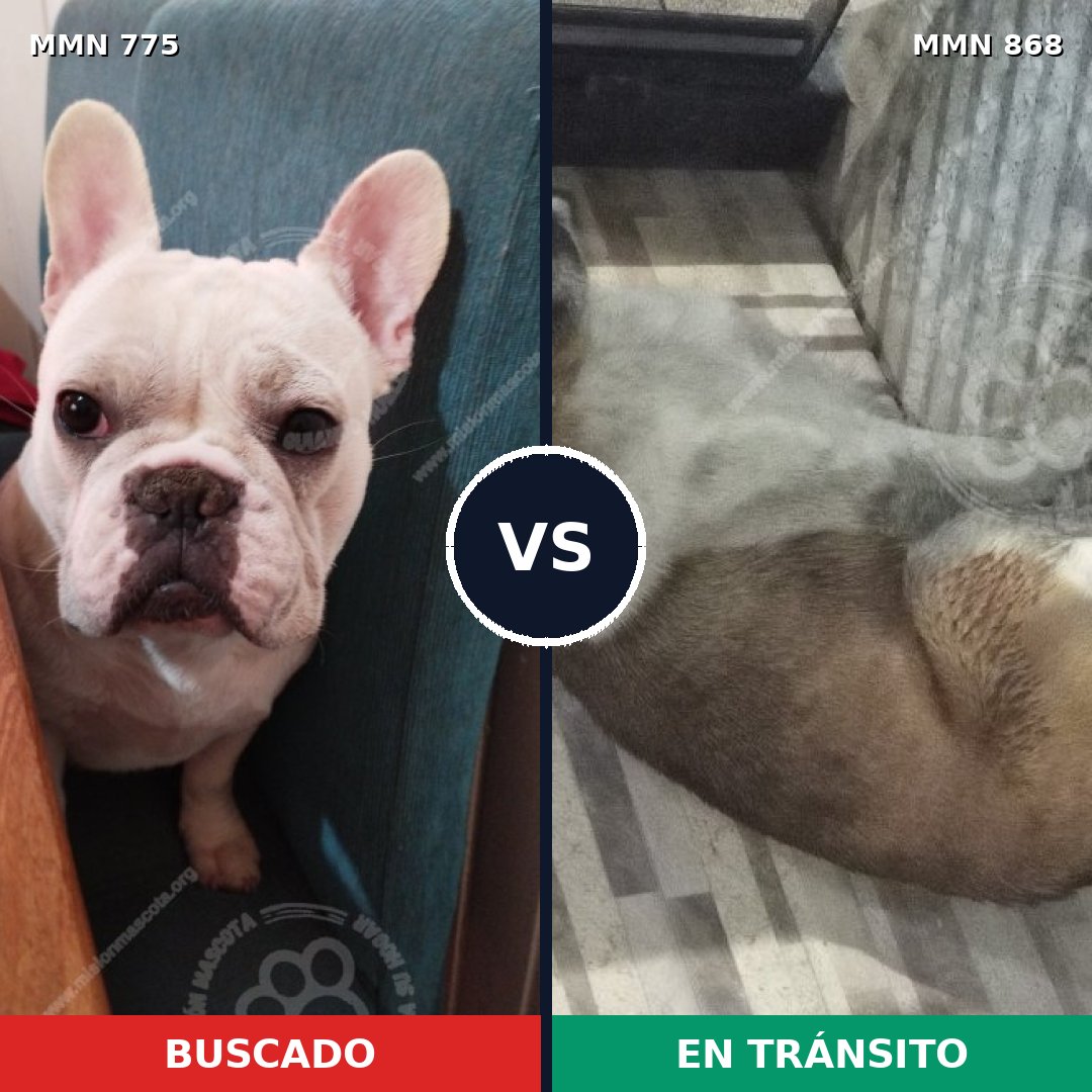 Comparativa MMS 14202: mascota perdida y mascota encontrada, 40% de similitud