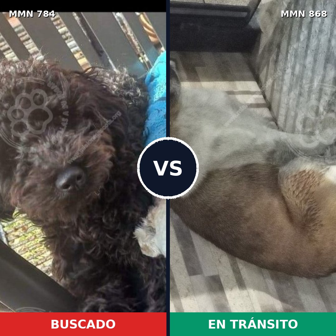 Comparativa MMS 14205: mascota perdida y mascota encontrada, 45% de similitud