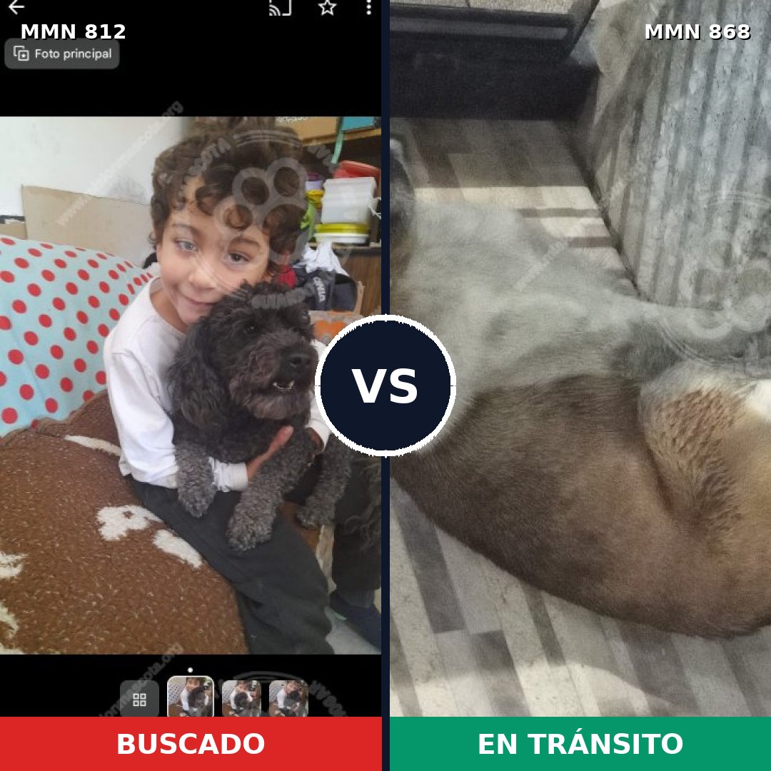 Comparativa MMS 14208: mascota perdida y mascota encontrada, 38% de similitud
