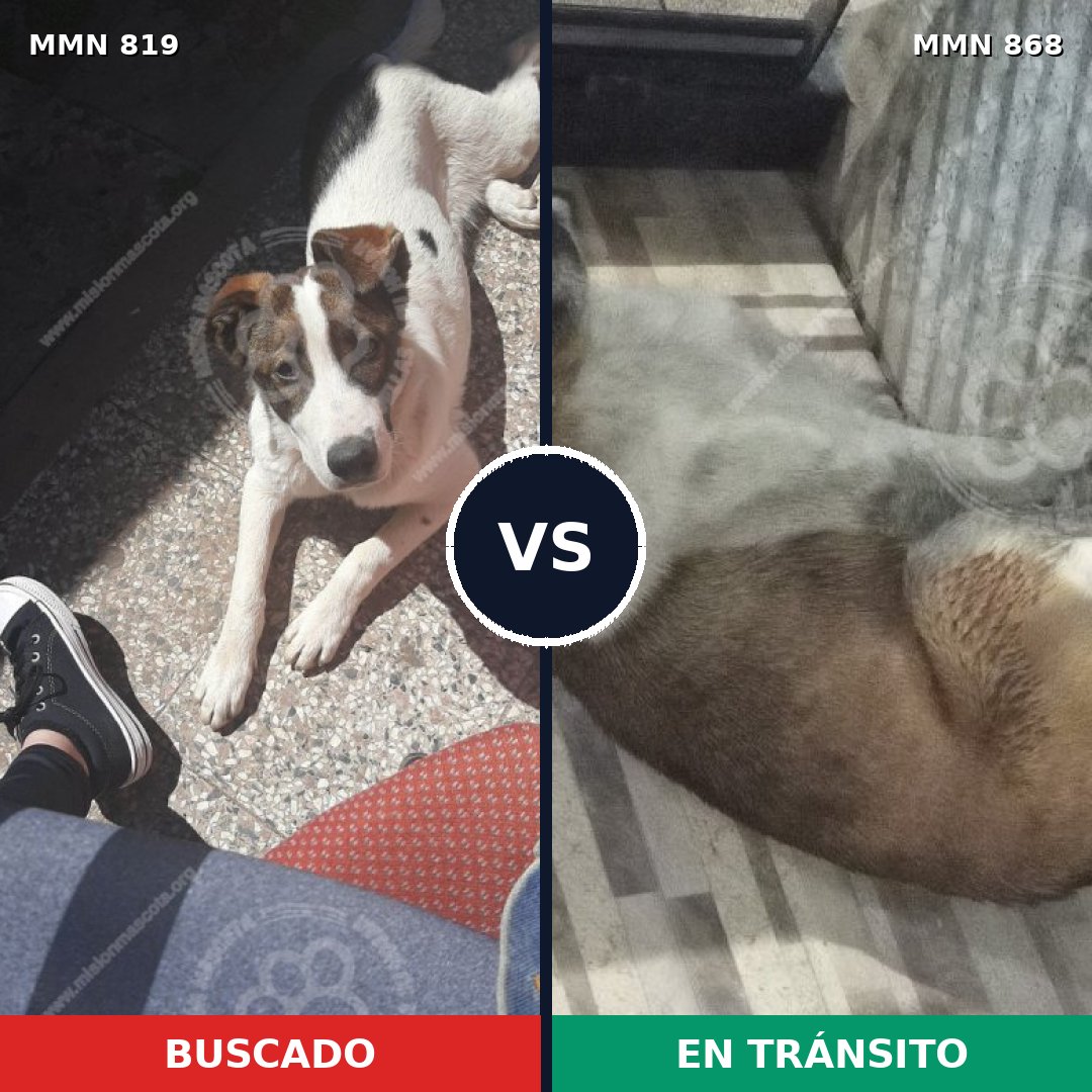 Comparativa MMS 14210: mascota perdida y mascota encontrada, 59% de similitud