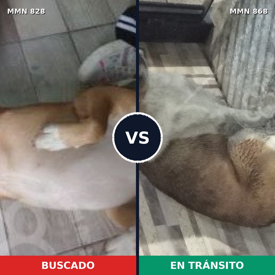 Comparativa MMS 14211: mascota perdida y mascota encontrada, 58% de similitud