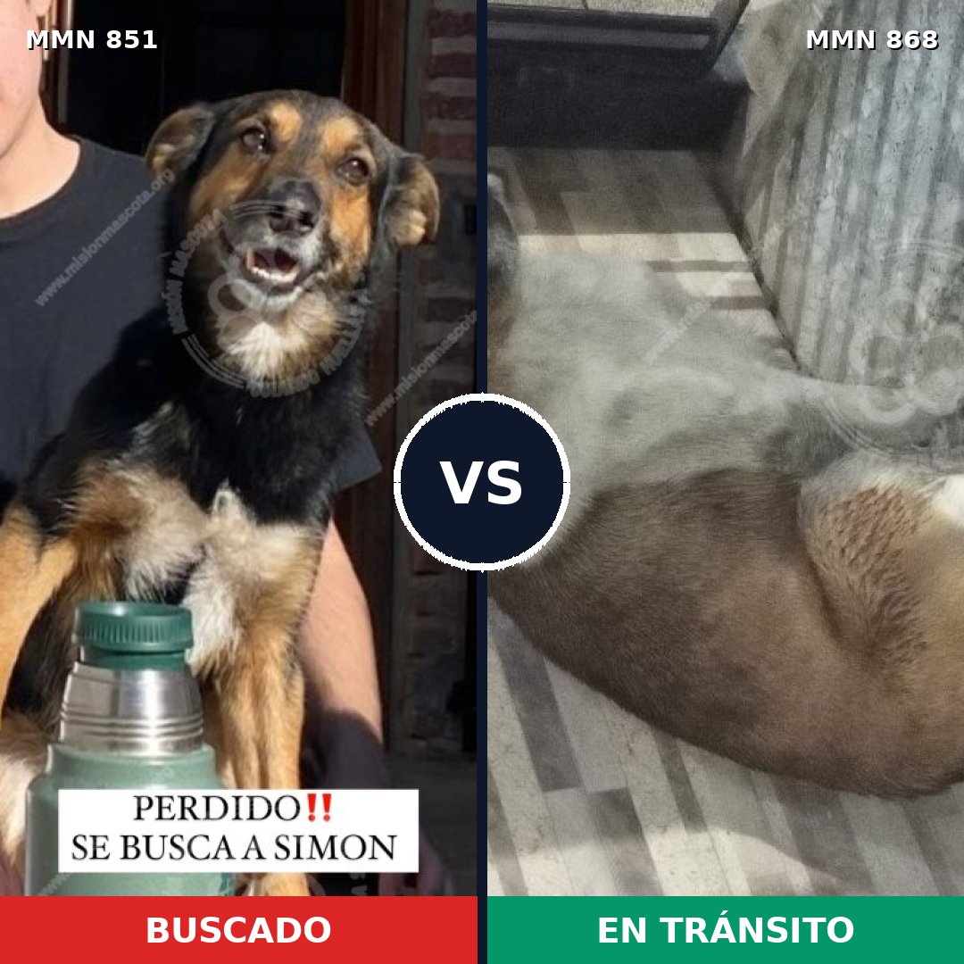 Comparativa MMS 14214: mascota perdida y mascota encontrada, 54% de similitud