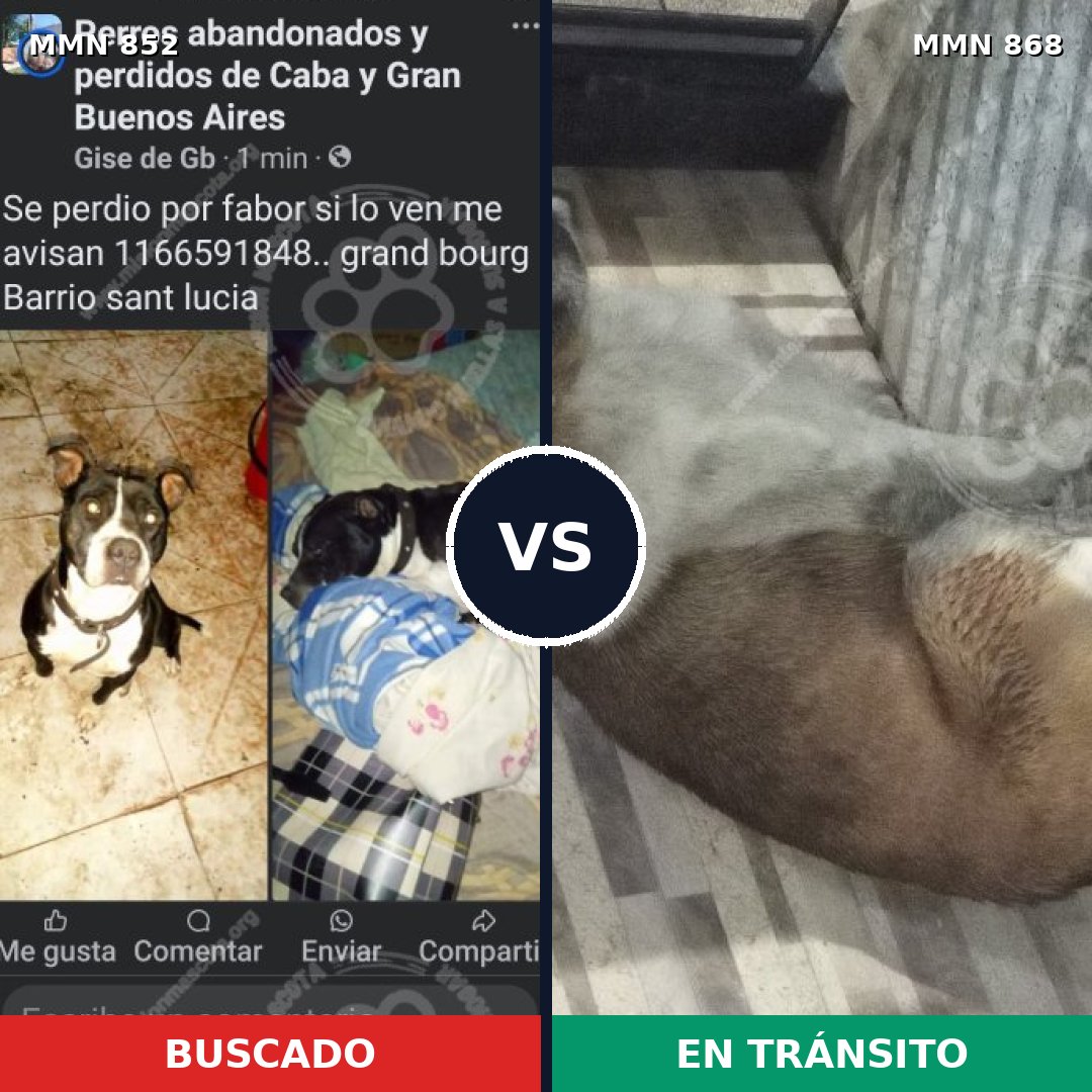 Comparativa MMS 14215: mascota perdida y mascota encontrada, 47% de similitud