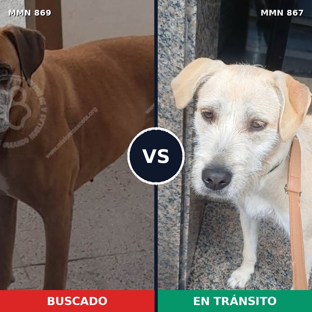 Comparativa MMS 14217: mascota perdida y mascota encontrada, 67% de similitud
