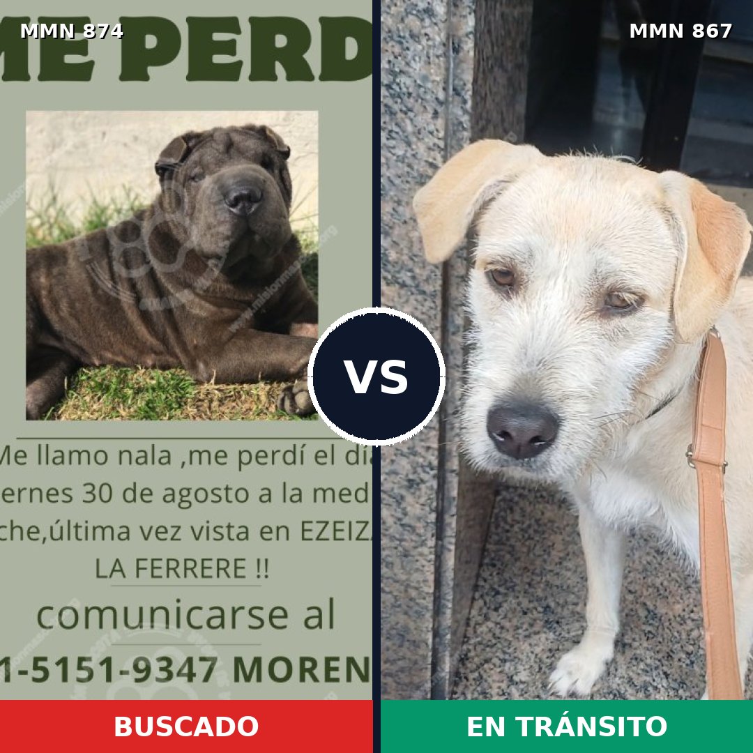 Comparativa MMS 14223: mascota perdida y mascota encontrada, 47% de similitud